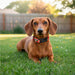 Pre-Production Sample Custom Rambo Polyester Dog Collar BLACK - Pet Accessories